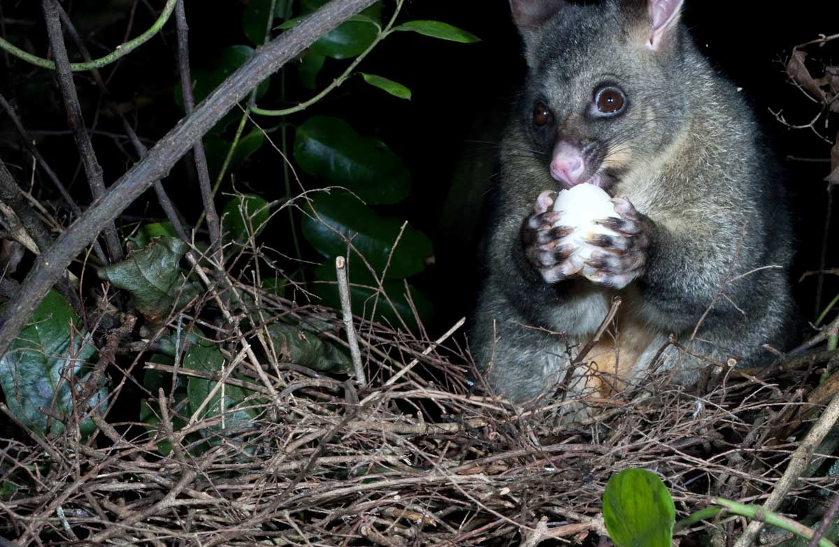 Trapping Tips from Friends of Te Wairoa